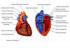 Angina de pecho - Síntomas y causas